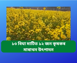 Nalbari musterd farming