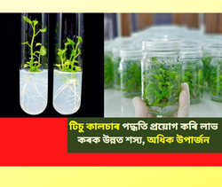 Tissue culture technique for better farming