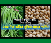 Lobia cultivation পাঞ্জাবৰ কৃষকে কোটি টকা ঘটিছে: কেনেকৈ কৰিব লুবিয়া মাহৰ খেতি?