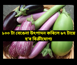 New brinjal variety