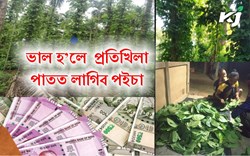Modern way of Betel Leaf Cultivation