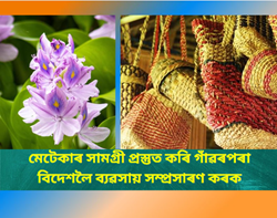 Business from dried water hyacinth products