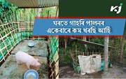 Pig Farming at Home : ঘৰতে গাহৰি পালনৰ একেবাৰে কম খৰছি আৰ্হি