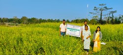 Charaideo musterd field observed by agriculture department