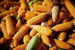 Corn cultivation can be profitable for Assam farmers
