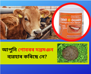 আপুনি গোবৰৰ দন্তমঞ্জন ব্যৱহাৰ কৰিছে নে? গোবৰক সোণ কৰিব পৰা কেইটামান সামগ্ৰী