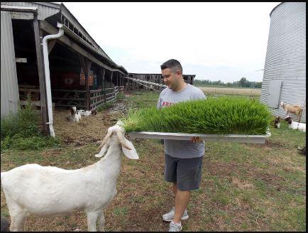 hydroponics for goat farming
