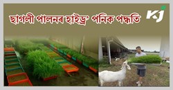 hydroponics goat farming System