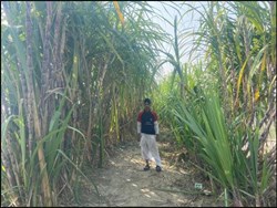 Corn & its cultivation system