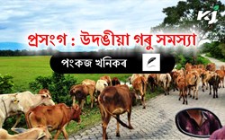 Traditional cattle breeding is an obstacle to the development of agriculture in Assam