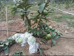 Madhuri Cultivation in Ass