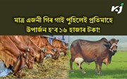 Gir Gaai : এজনী গিৰ গাইৰ দাম কিমান, দৈনিক কিমান লিটাৰ গাখীৰ দিয়ে! 