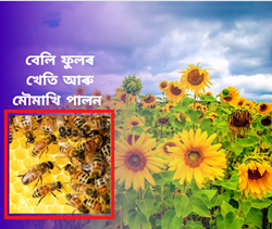 Sunflower cultivation and bee keeping