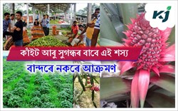 Farming that is safe from monkeys