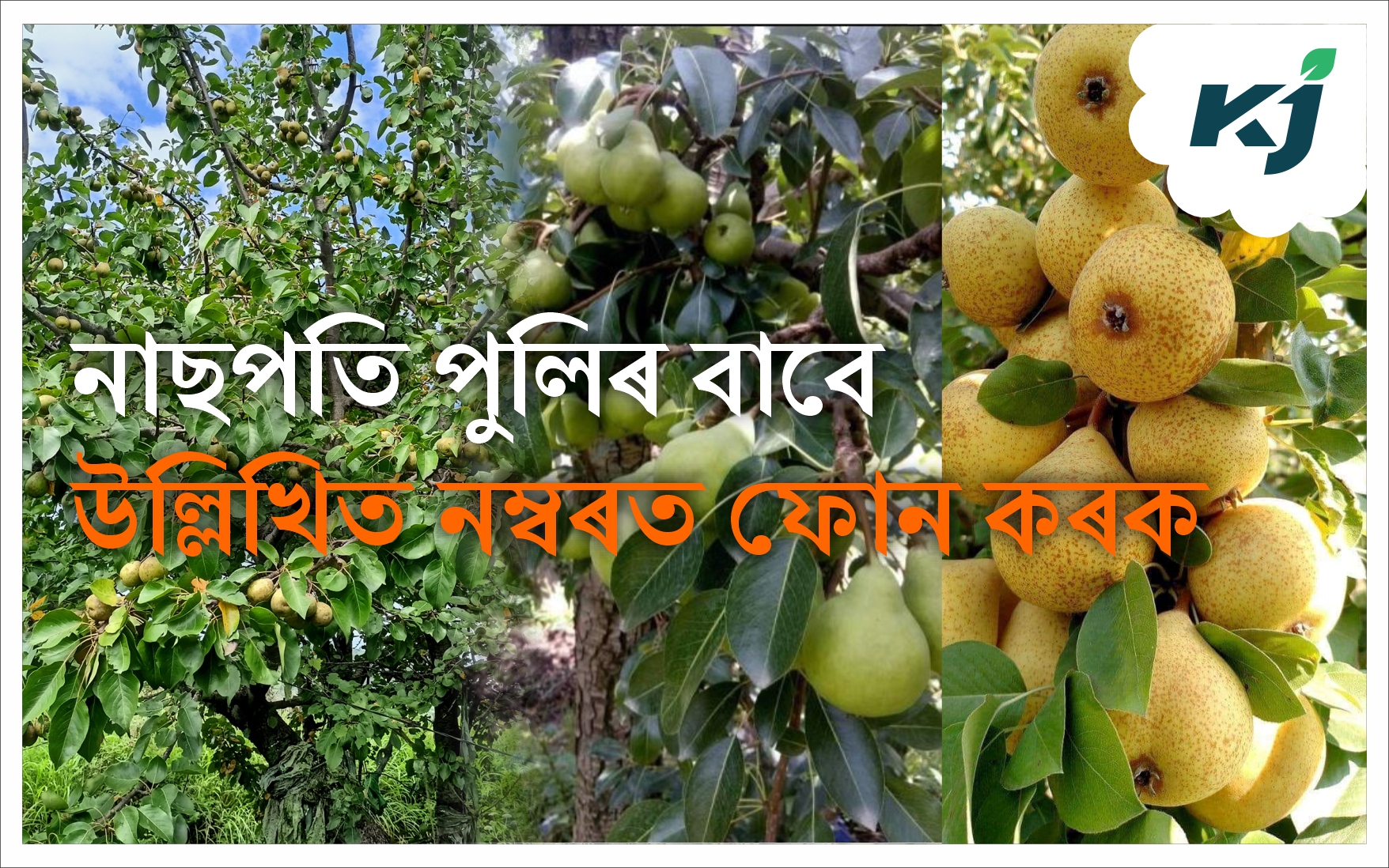 Pear farming & its benefits