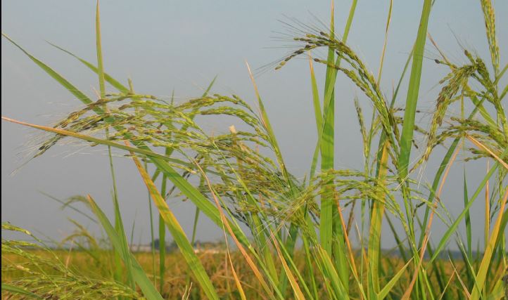 Three times profit of Paddy cultivation