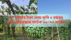 Pointed gourd Farming  & its benefits