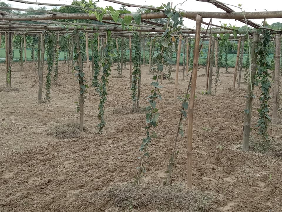 পটল খেতি  ( Pointed gourd Farming )