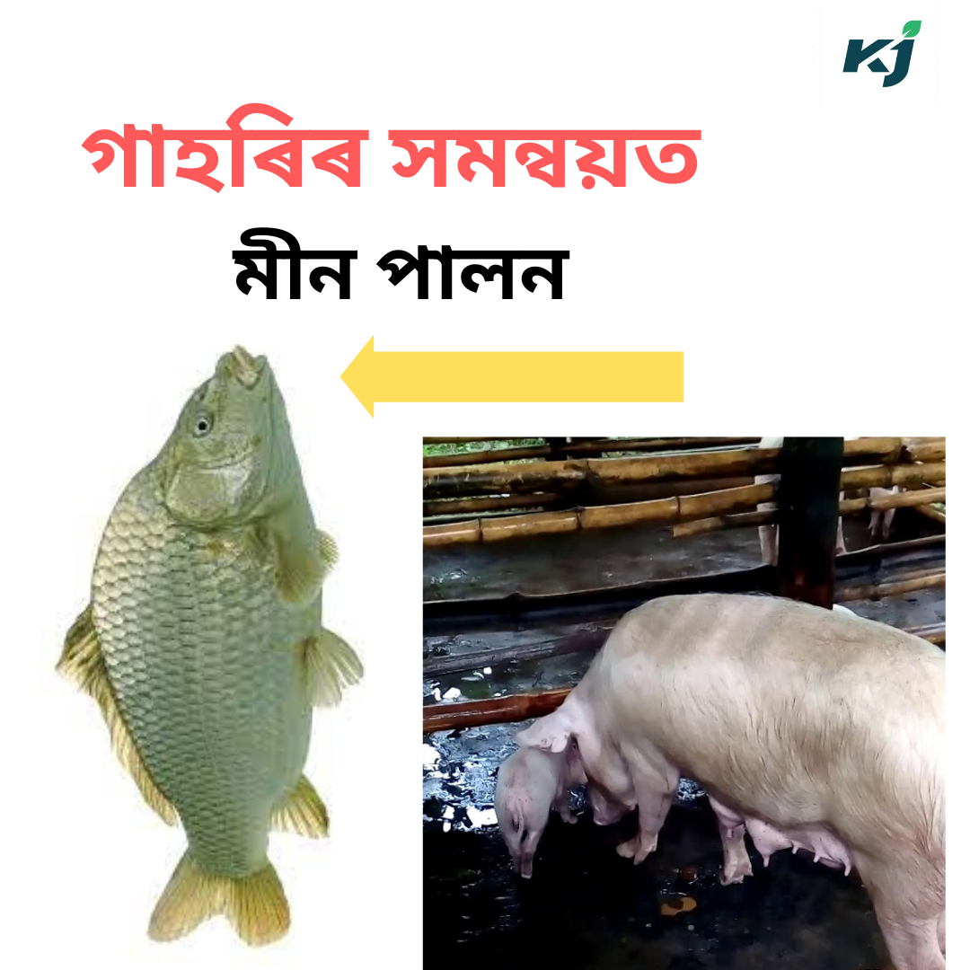 Integrated Pig-cum-Fish farming