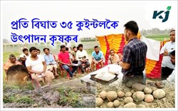 Lady rosette potato farming & its benefits