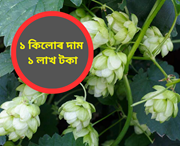 দামী উদ্ভিদ হপ শ্বুটৰ খেতি কৰক: এক কিলোগ্ৰামৰ দাম ১ লাখ টকা