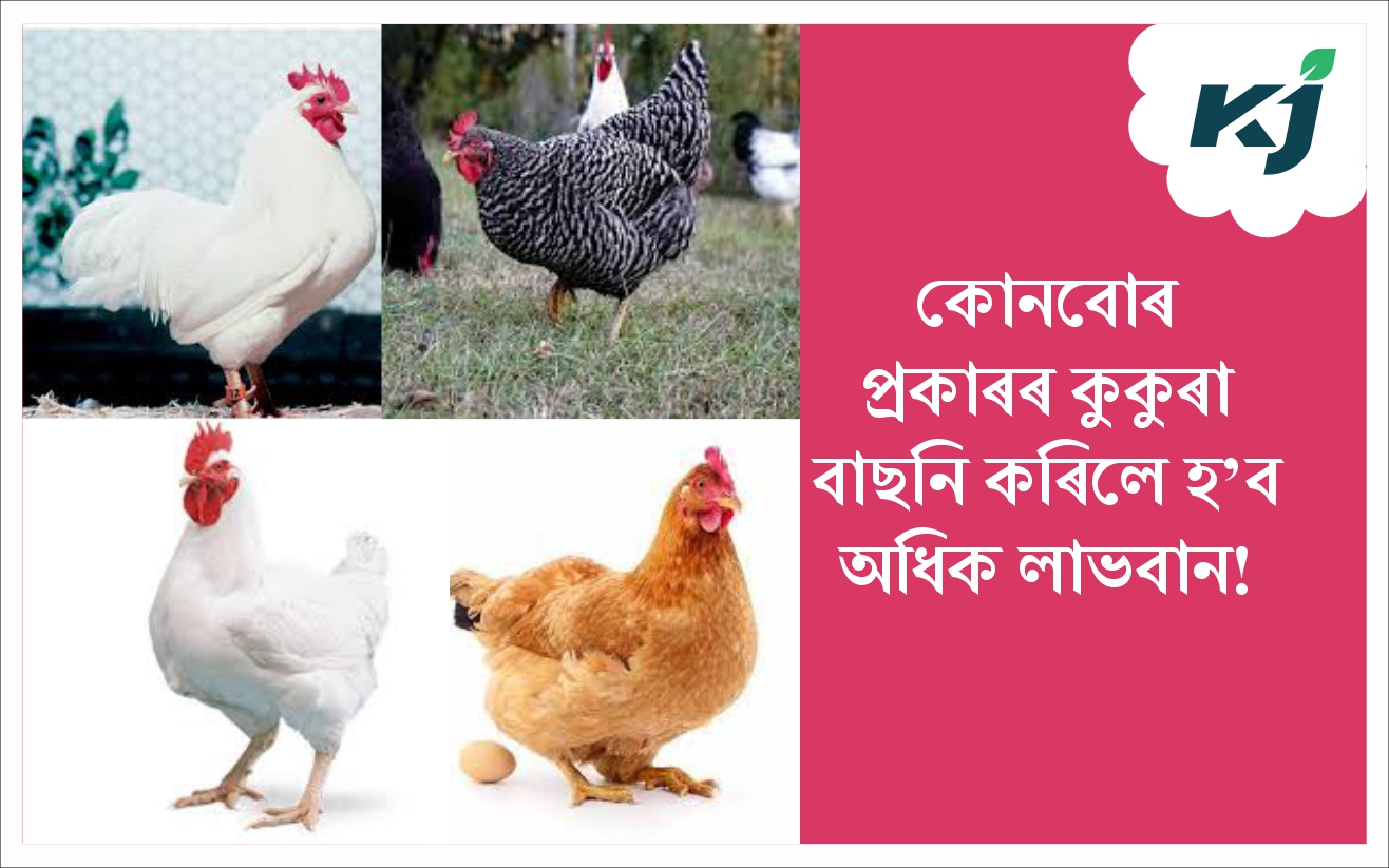 Poultry Varieties