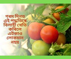 Tomato cultivation in summers