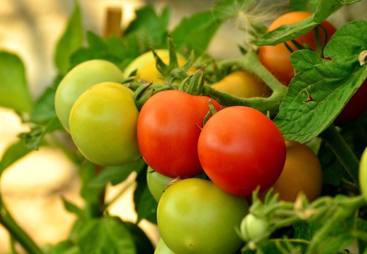 Tomato cultivation in summer