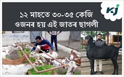 Beetal Goat  Farming & its benefits