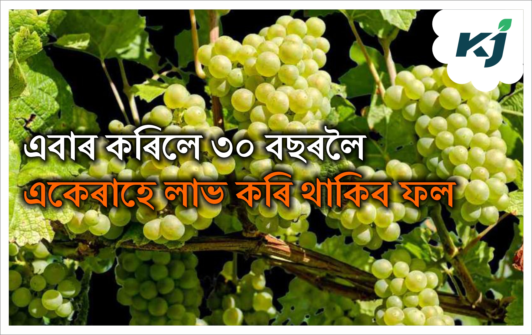 Grapes Farming in Assam