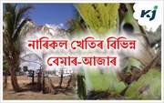 নাৰিকল খেতিৰ বিভিন্ন বেমাৰ-আজাৰ আৰু ইয়াৰ প্ৰতিকাৰসমূহ