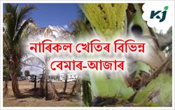 Various Disease of Cocunut