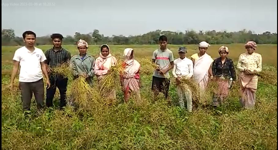 Mustered  cultivation in Tamulpur