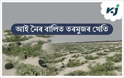 Watermelon cultivation In sand at Bongaigaon
