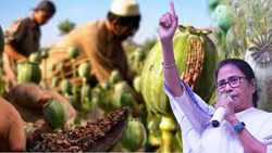 CM Mamata Banerjee Demands Centre for Poppy Cultivation