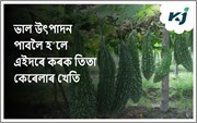 এইদৰে খেতি কৰিলে প্ৰতি হেক্টৰত উৎপাদন হ’ব ১০০-১২০ কুইণ্টল