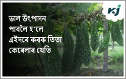 Bitter Gourd Cultivation