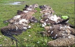 20 vultures dead, 70 sick in Dibrugarh