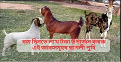 Best breeds of goat farming & its benefit