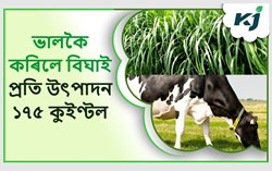 Napier Grass Cultivation