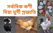 ভাৰতৰ আটাইতকৈ বেছি কণী পৰা মুৰ্গীৰ প্ৰজাতি