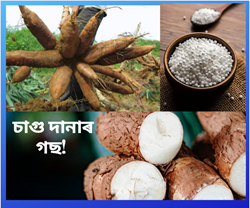 Cassava farming/ Sabudana plant