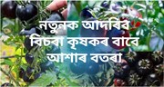 Black Tomato :  ক’লা বিলাহী খেতি কৰি লাখ লাখ টকা উপাৰ্জন কৰক