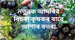 Black Tomato Farming Methods & Benefit