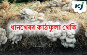 ধানখেৰৰ কাঠফুলাৰ (Mushroom Farming with Rice straw) খেতি কেনেকৈ কৰিব ?