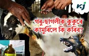 পশুধনক কুকুৰে কামুৰিলে ল’ব  লগা বিধান