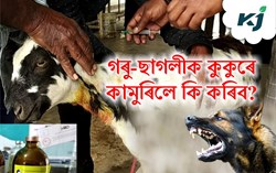 Provisions to be taken in case of dog bite of livestock