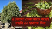 Bay leaf : পৰিকল্পিত তেজপাতৰ খেতিয়েও আপোনাক লাখপতি বনাব