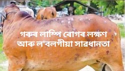 Lumpy skin disease Character, treatment & care