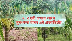 New Variety of Betel nut